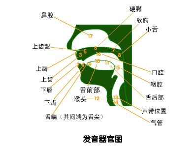 播音主持培訓內容之發聲器官示意圖